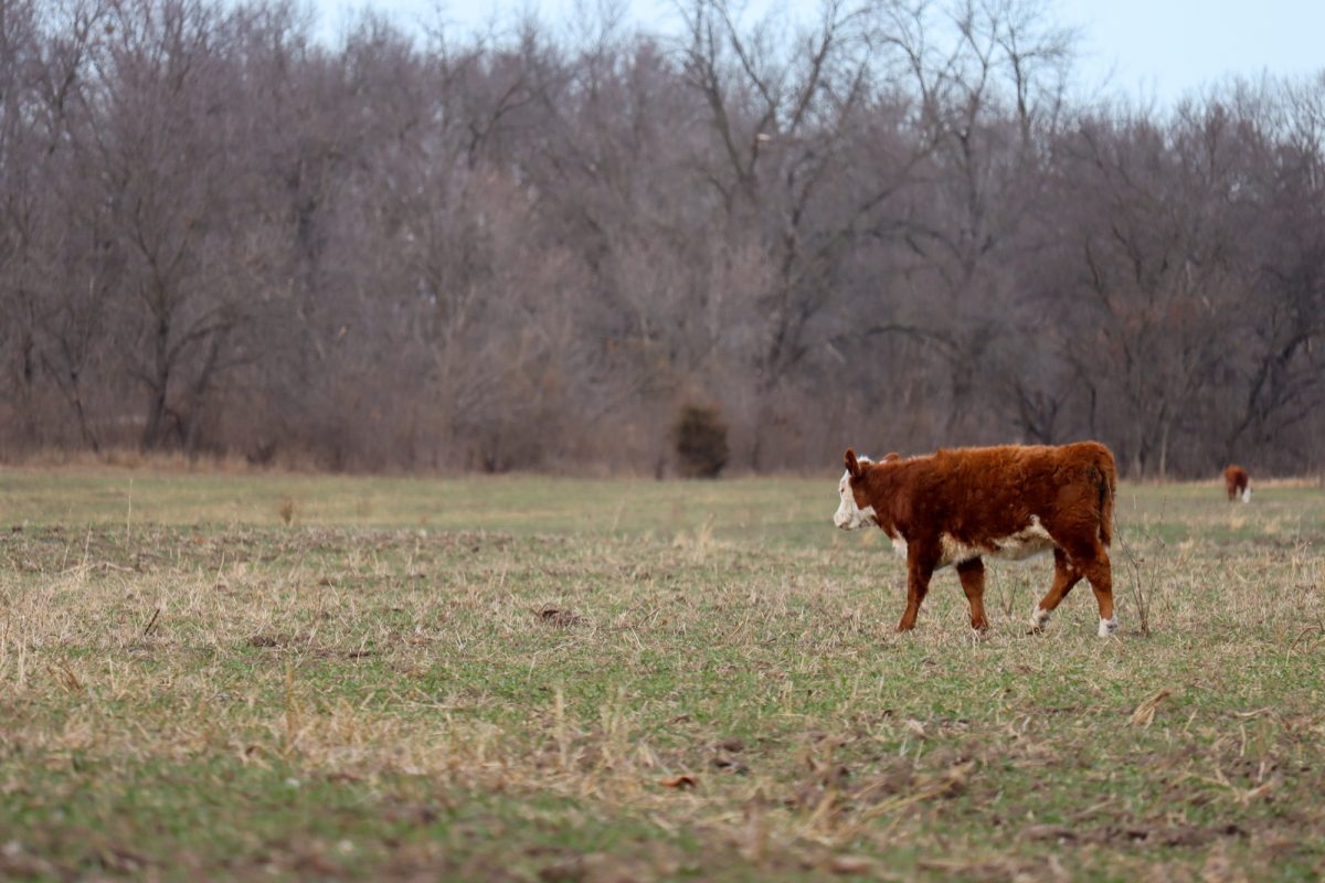 During the “Grand Drive in the ‘Ville” handlers will walk cows through the streets of Aggieville. (Archive photo by Ben Voller | Collegian Media Group)