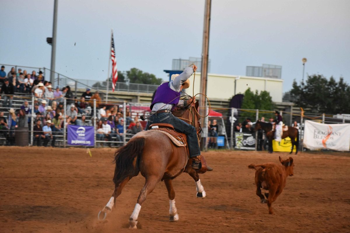 A K-State Rodeo team competitor chases down a steer before roping it on Saturday. Tie down roping was one of many events competed in each day of the rodeo.