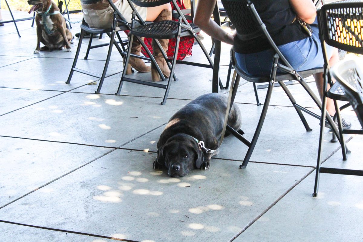 The dogs get to enjoy a relaxing time in the shade after getting sweet treats. This event was held at the Liquid Art & Winery to celebrate a Puppy Paw-ty.